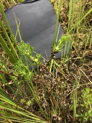 Centipeda cunninghamii