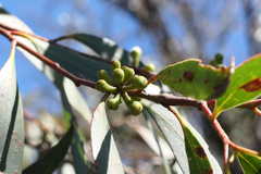 Eucalyptus amygdalina