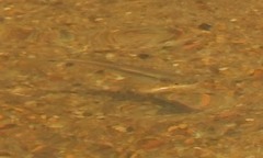 Luxilus chrysocephalus