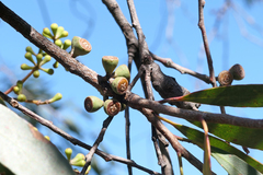 Eucalyptus amygdalina