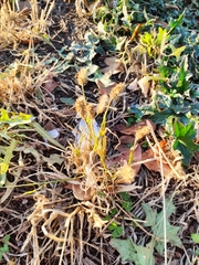 Setaria pumila