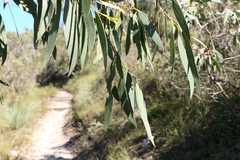 Eucalyptus amygdalina