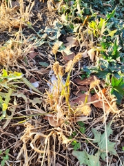 Setaria pumila