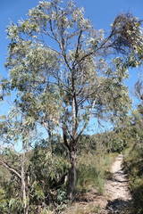 Eucalyptus amygdalina