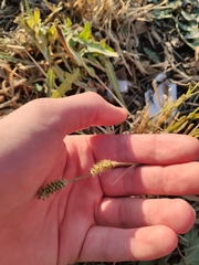 Setaria pumila