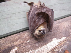 Syconycteris australis