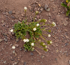 Menonvillea scapigera