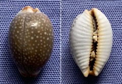 Staphylaea staphylaea