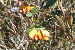 Platylobium triangulare