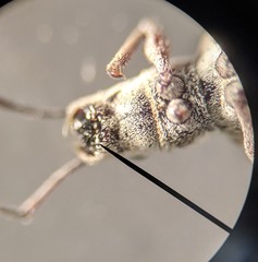 Myllocerina