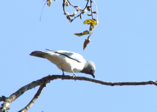 Ceblepyris pectoralis