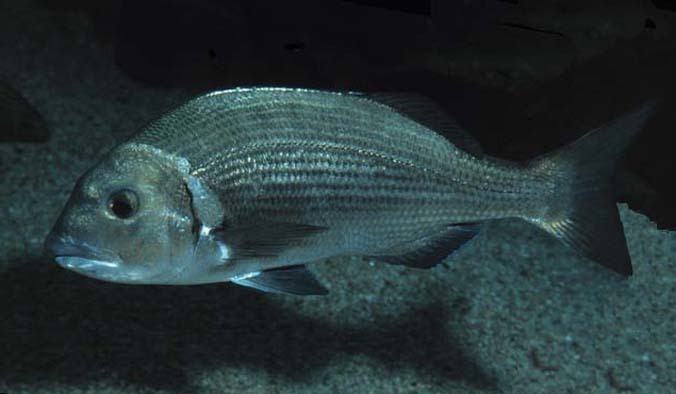 Musselcracker Seabream