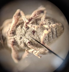 Myllocerina