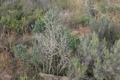 Asparagus mariae