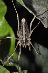 Odiellus troguloides