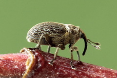 Ceutorhynchus typhae