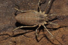 Odiellus troguloides