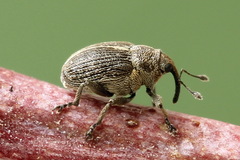 Ceutorhynchus typhae