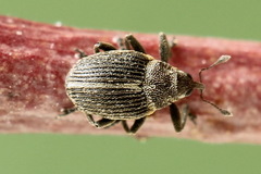 Ceutorhynchus typhae