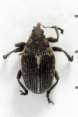 Ceutorhynchus typhae