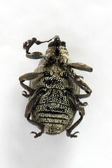 Ceutorhynchus typhae