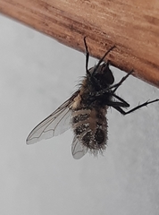Diptera