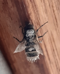 Diptera