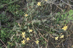 Tribolium hispidum