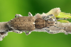 Charagmus griseus