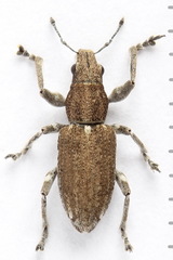 Charagmus griseus