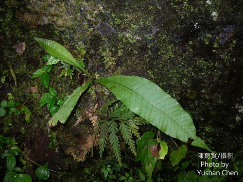 How to identify Bosmania membranacea (D.Don) Testo