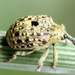 Garden Figwort Weevil - Photo (c) Andrey Ponomarev, some rights reserved (CC BY-NC), uploaded by Andrey Ponomarev