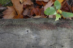 Hypoxylaceae