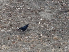 Corvus corone