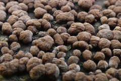 Hypoxylaceae