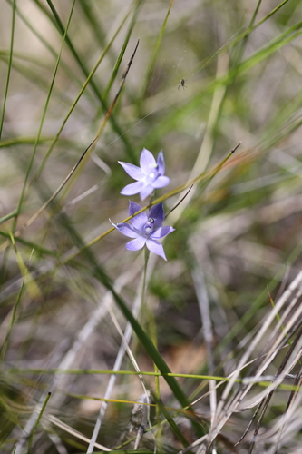 Image of Thelymitra graminea by (c) Hugo Innes, some rights reserved (CC BY)