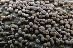 Hypoxylaceae