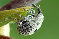 Cionus montanus
