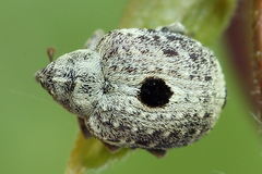 Cionus montanus