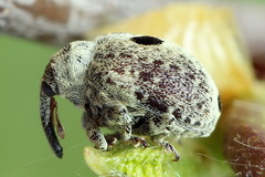 Cionus montanus
