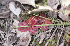 Drosera rosulata