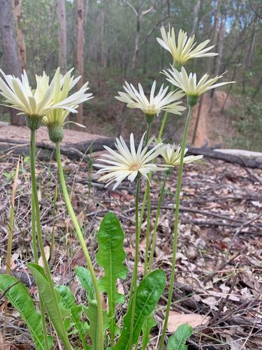 Image of Gerbera jamesonii by (c) Karin Cox, some rights reserved (CC BY)