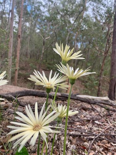Image of Gerbera jamesonii by (c) Karin Cox, some rights reserved (CC BY)