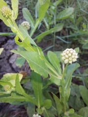 Sphaeranthus africanus