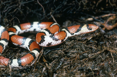 Scarlet Snake photo 4