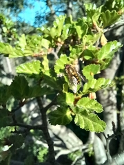 Syrphus octomaculatus