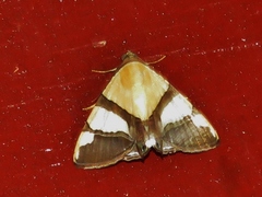 Eulepidotis julianata