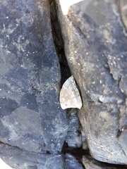 Siphonaria lessonii