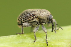 Cleopomiarus graminis