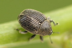 Cleopomiarus graminis